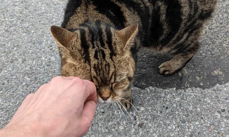 Das Foto zeigt eine Katze, die ihre Wange an einer hingestreckten Hand reibt