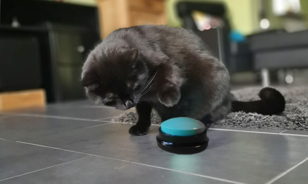 Das Foto zeigt eine Katze, die einen Sprachbutton anschaut und eine Vorderpfote hebt