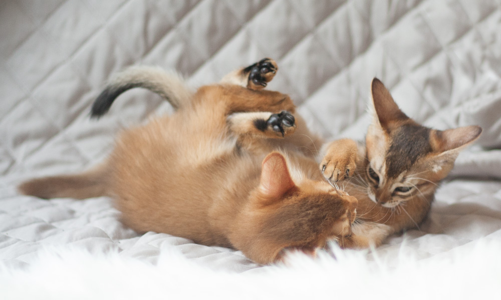 Das Foto zeigt zwei junge Katzen beim rabiaten Spiel