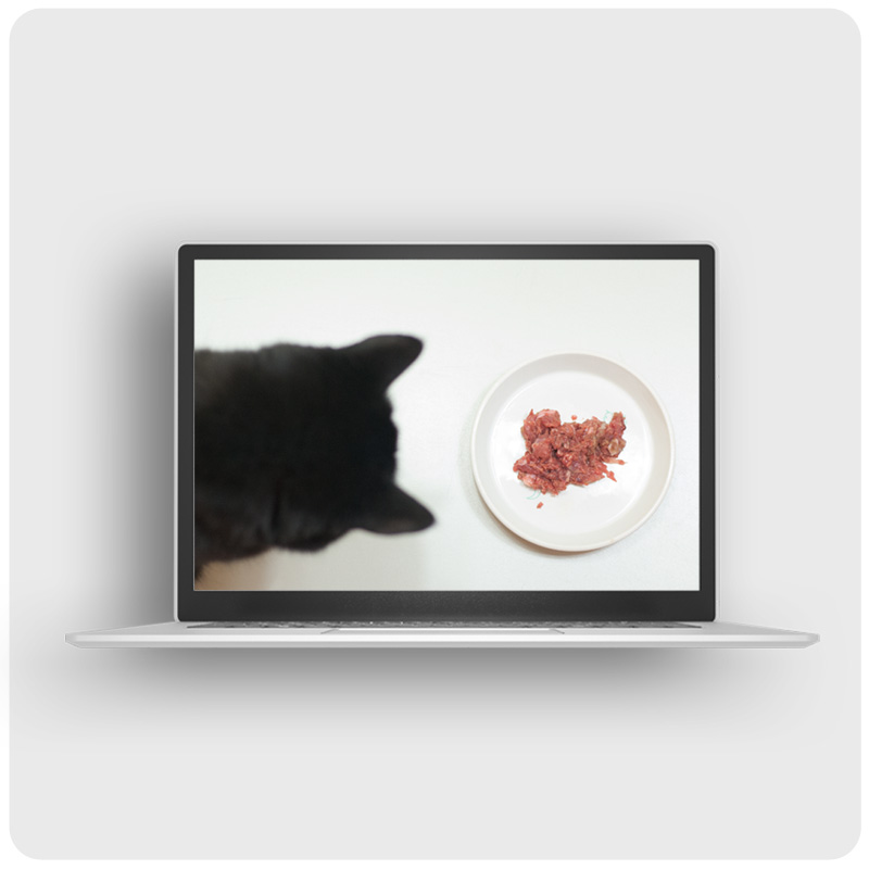 Das Foto zeigt einen Laptop auf dem der Videokurs Futterumstellung bei Katzen läuft