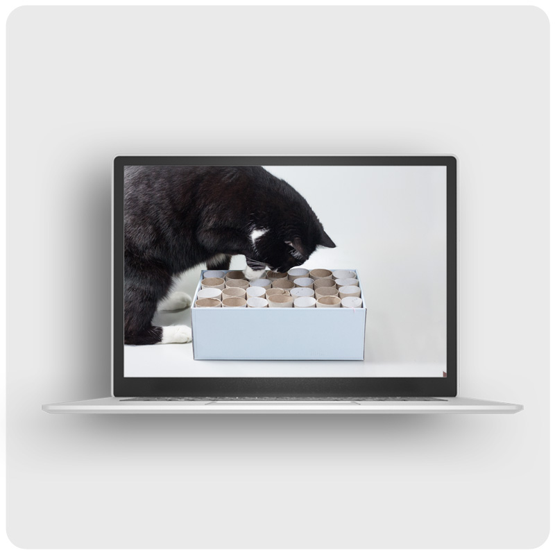 Das Foto zeigt einen Laptop auf dem der Videokurs Katzen beschäftigen läuft