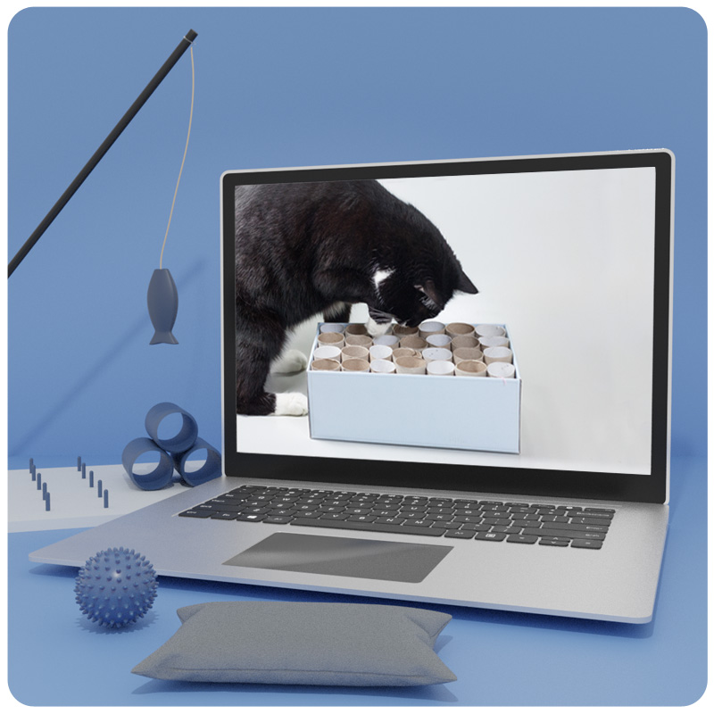 Das Foto zeigt einen Laptop auf dem der Videokurs Katzen beschäftigen läuft