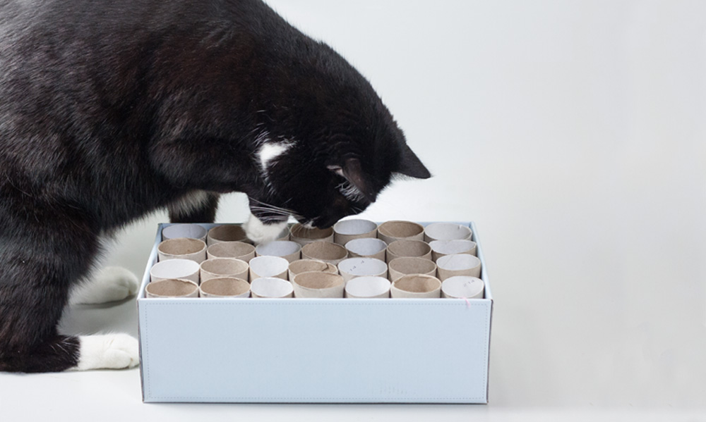 Das Foto zeigt eine Katze die Leckerchen aus einem mit Papierrollen gefüllten Schuhkarton fummelt
