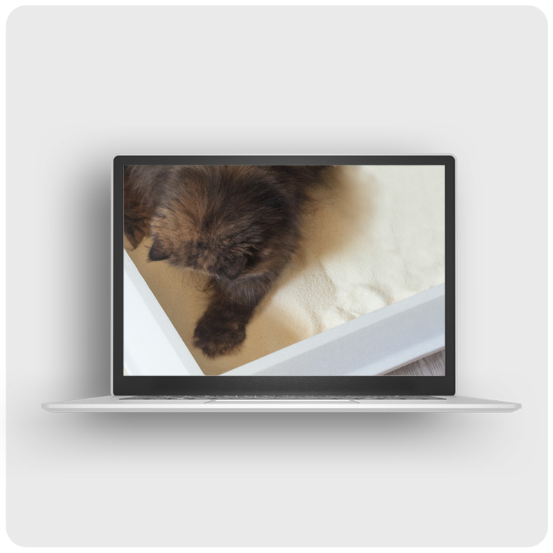 Das Foto zeigt einen Laptop auf dem der Videokurs Katzenklos nach Katzenart läuft