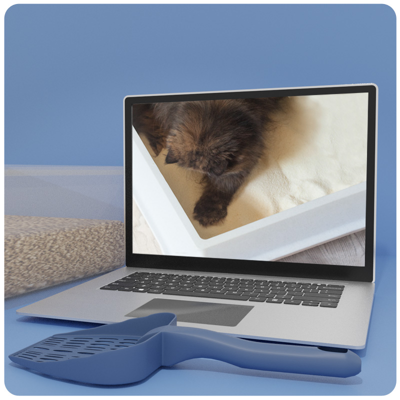 Das Foto zeigt einen Laptop auf dem der Videokurs Katzenklos nach Katzenart läuft