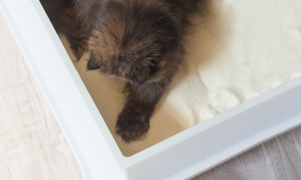 Das Foto zeigt eine Katze, die in einem großen Katzenklo mit feiner Streu scharrt