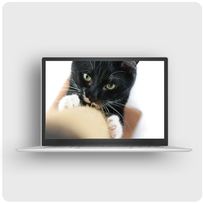 Das Foto zeigt einen Laptop auf dem der Videokurs Kratzmöglichkeiten für Katzen läuft