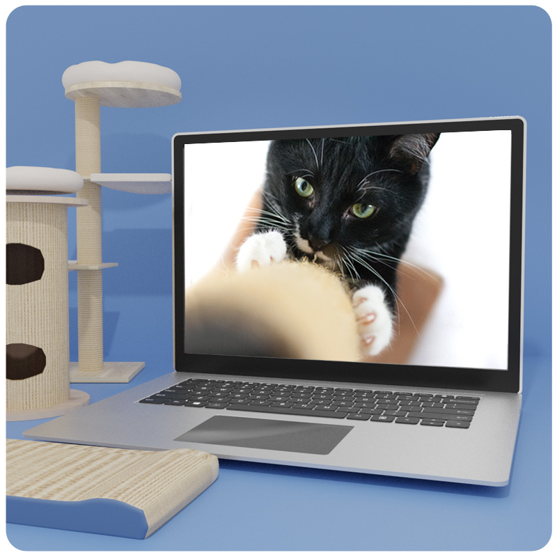 Das Foto zeigt einen Laptop auf dem der Videokurs Kratzmöglichkeiten für Katzen läuft