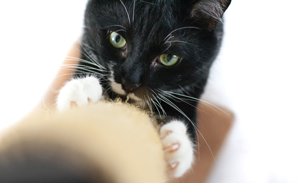 Das Foto zeigt eine Katze, die aufrecht stehend an einem Kratzstamm kratzt