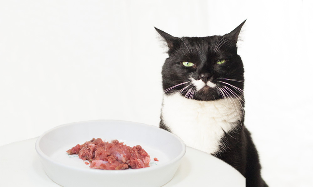 Das Foto zeigt eine wenig begeisterte Katze neben einem mit Futter gefüllten Futternapf