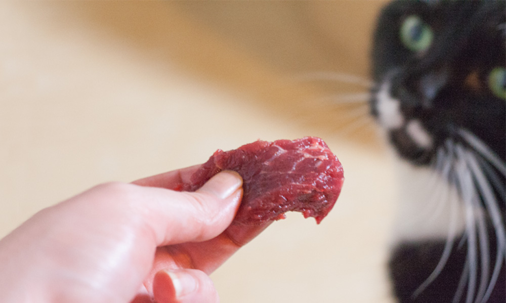 Das Foto zeigt eine Hand, die einer Katze ein Stück rohes Rindfleisch anbietet