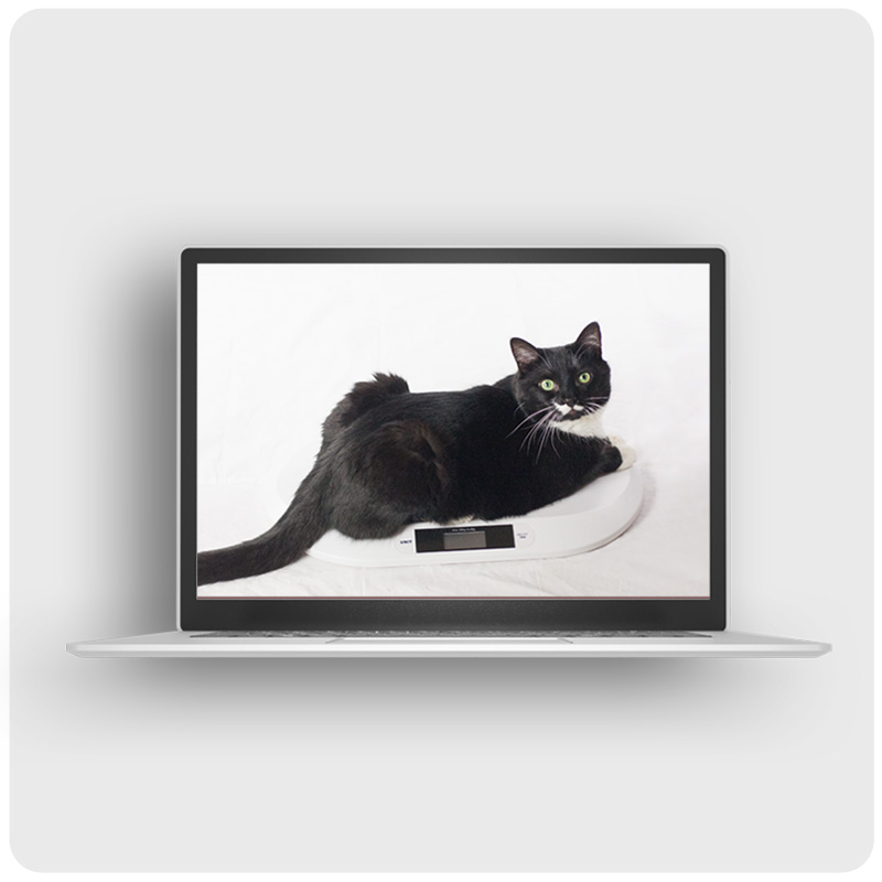 Das Foto zeigt eine Frau mit Laptop auf dem Schoß, einer Kaffeetasse in der Hand, wie sie mit der anderen Hand die Katze neben sich streichelt. Auf dem Laptop läuft der Videokurs Übergewicht bei Katzen