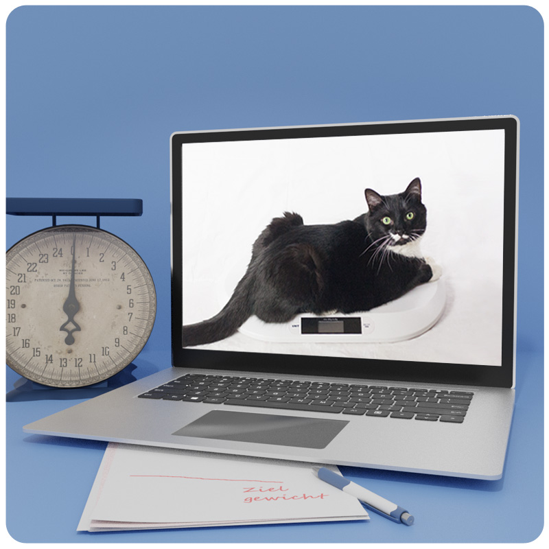 Das Foto zeigt eine Frau mit Laptop auf dem Schoß, einer Kaffeetasse in der Hand, wie sie mit der anderen Hand die Katze neben sich streichelt. Auf dem Laptop läuft der Videokurs Übergewicht bei Katzen