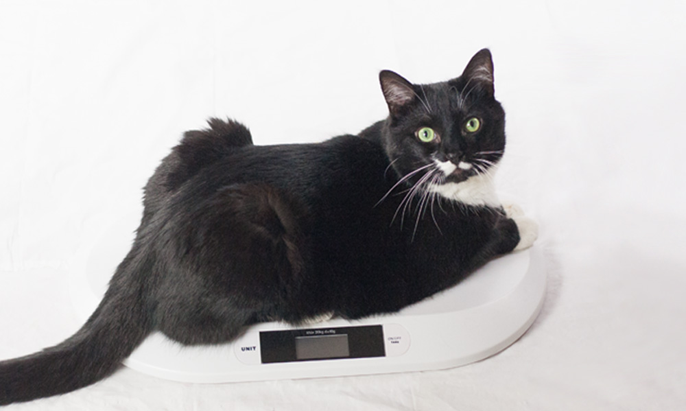 Das Foto zeigt eine Katze die auf einer Babywaage liegt und in die Kamera schaut