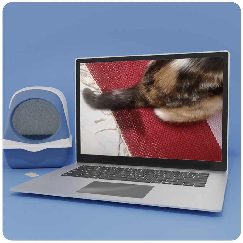 Das Foto zeigt einen Laptop auf dem der Videokurs Unsauberkeit bei Katzen läuft