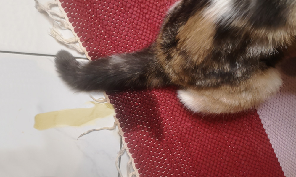 Das Foto zeigt einen Katzenhintern über einem nassen Teppich