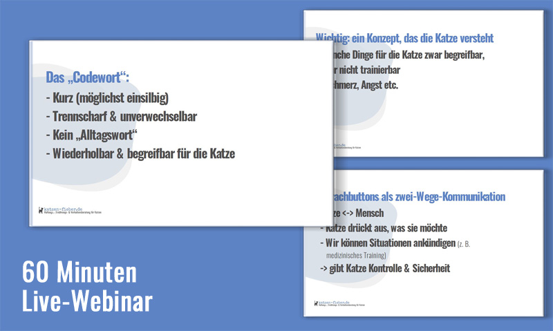 Die Grafik zeigt einen kleinen Einblick in die Folienübersicht zum Live-Webinar Sprachbuttontraining mit Katzen