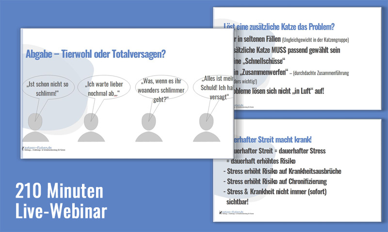 Die Grafik zeigt einen kleinen Einblick in die Folienübersicht zum Live-Webinar Streit im Mehrkatzenhaushalt