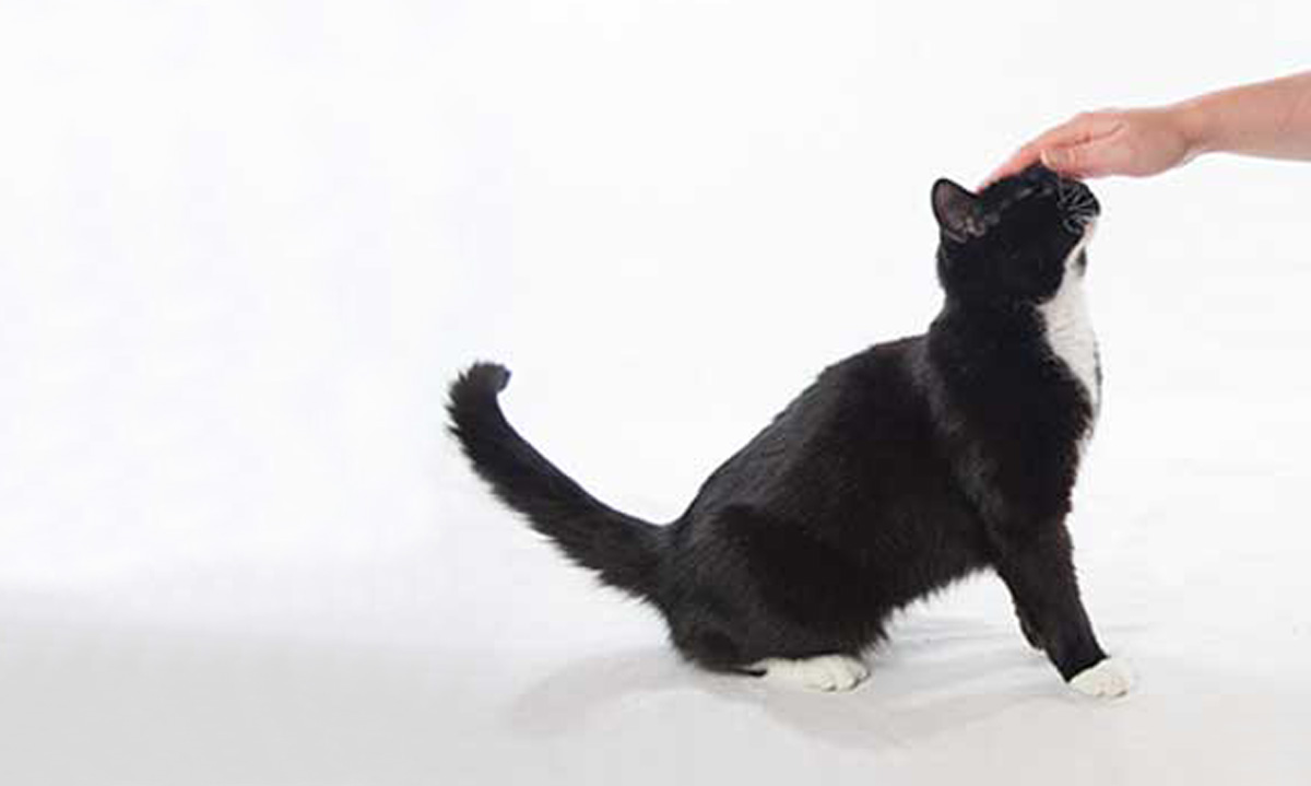 Das Foto zeigt eine Hand, die eine Katze am Kopf streichelt