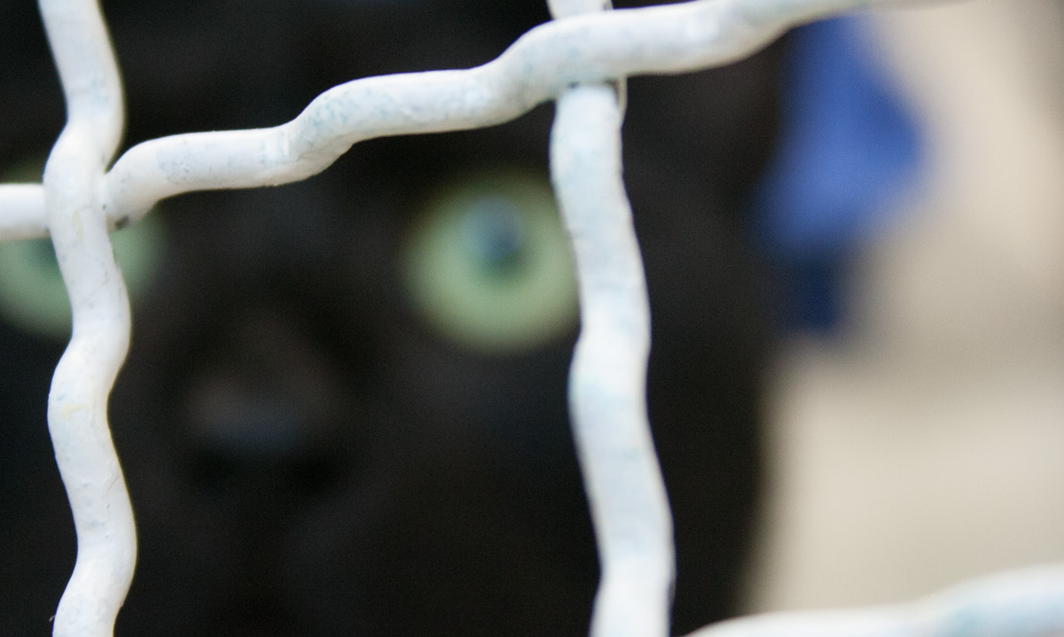 Das Foto zeigt ein Katzengesicht hinter Gitterstäben