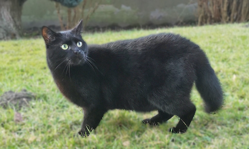 Das Foto zeigt eine verunsicherte Katze mit aufgeplüschtem Schwanz
