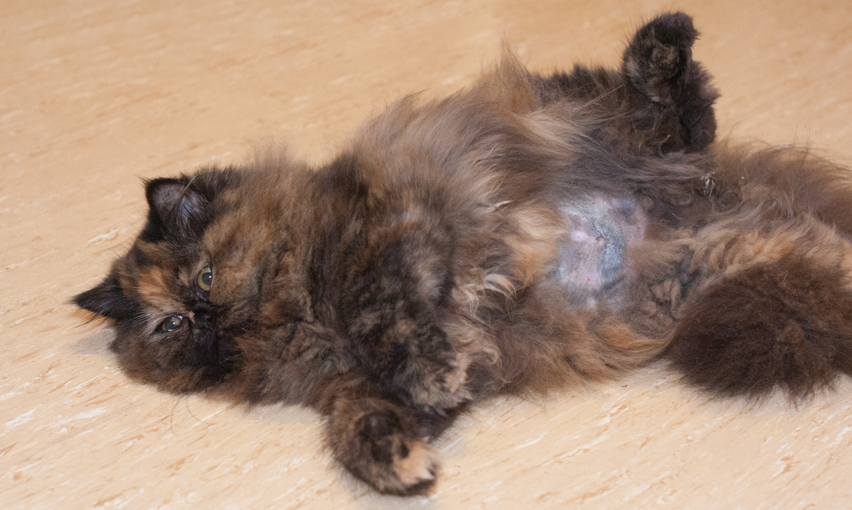 Das Foto zeigt eine liegende Katze mit rasiertem Bauch und Kastrationswunde