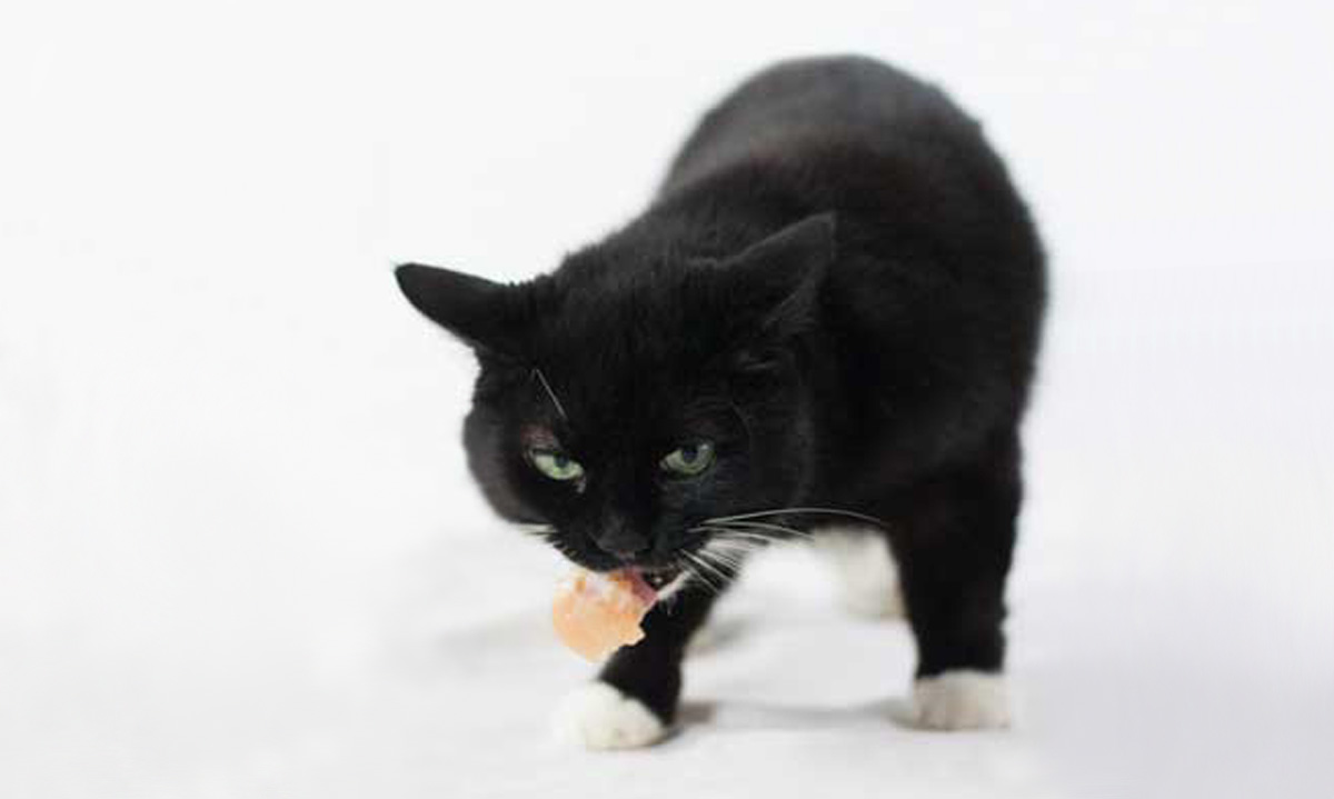 Das Foto zeigt eine Katze mit einem Stück rohem Hühnerfleisch im Maul