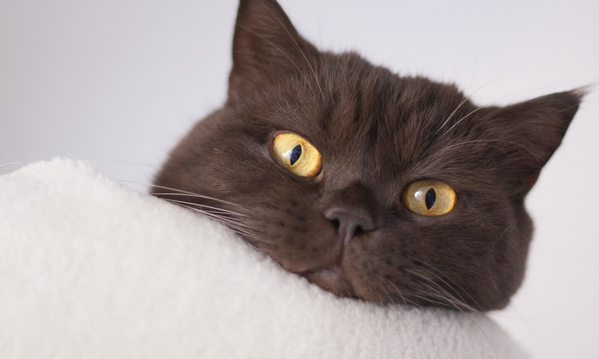 Das Foto zeigt einen Katzenkopf, der aus einem weichen Kissen herausschaut