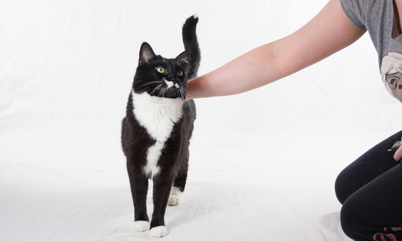 Das Foto zeigt eine Katze und einen menschlichen Arm, der sie streichelt. Die Katze schaut dabei den Menschen an