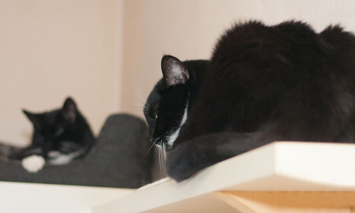 Das Foto zeigt eine Katze, die einer anderen Katze den Fluchtweg versperrt