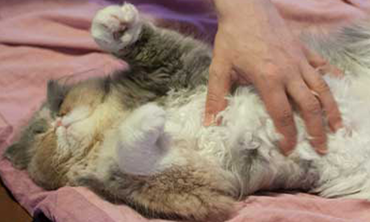 Das Foto zeigt eine Katze, die am Bauch gestreichelt wird