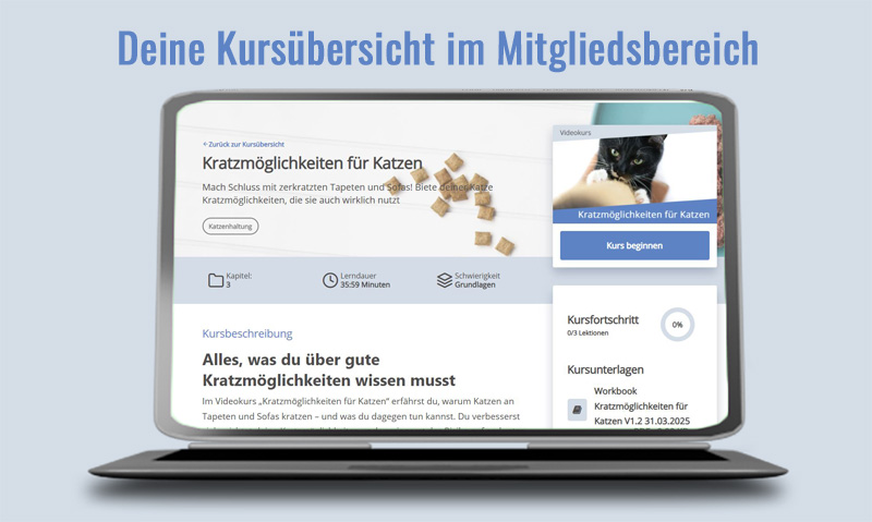 Das Foto zeigt einen Laptop der die Kursübersicht zum Videokurs Kratzmöglichkeiten für Katzen im Mitgliedsbereich zeigt