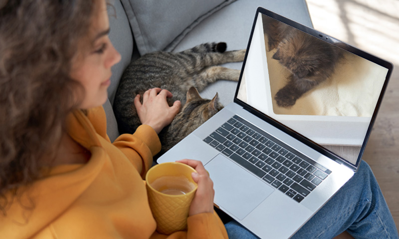 Das Foto zeigt eine Frau mit Laptop auf dem Schoß, einer Kaffeetasse in der Hand, wie sie mit der anderen Hand die Katze neben sich streichelt. Auf dem Laptop läuft der Videokurs Katzenklos nach Katzenart
