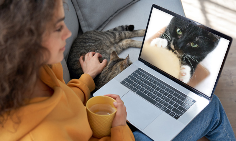 Das Foto zeigt eine Frau mit Laptop auf dem Schoß, einer Kaffeetasse in der Hand, wie sie mit der anderen Hand die Katze neben sich streichelt. Auf dem Laptop läuft der Videokurs Kratzmöglichkeiten für Katzen