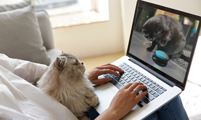 Das Foto zeigt eine Frau mit Katze und Laptop auf dem Schoß.. Auf dem Laptop läuft das Webinar Sprachbutton-Training mit Katzen