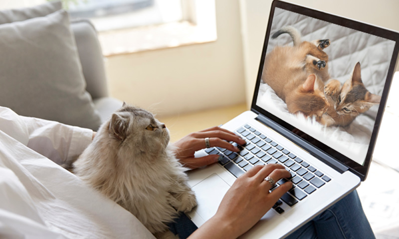 Das Foto zeigt eine Frau mit Katze und Laptop auf dem Schoß.. Auf dem Laptop läuft das Webinar Streit im Mehrkatzenhaushalt