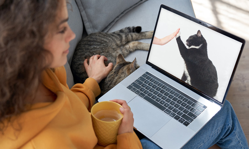 Das Foto zeigt eine Frau mit Laptop auf dem Schoß, einer Kaffeetasse in der Hand, wie sie mit der anderen Hand die Katze neben sich streichelt. Auf dem Laptop läuft der Videokurs Training mit Katzen