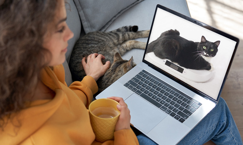 Das Foto zeigt eine Frau mit Laptop auf dem Schoß, einer Kaffeetasse in der Hand, wie sie mit der anderen Hand die Katze neben sich streichelt. Auf dem Laptop läuft der Videokurs Übergewicht bei Katzen