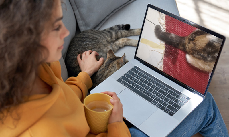 Das Foto zeigt eine Frau mit Laptop auf dem Schoß, einer Kaffeetasse in der Hand, wie sie mit der anderen Hand die Katze neben sich streichelt. Auf dem Laptop läuft der Videokurs Unsauberkeit bei Katzen