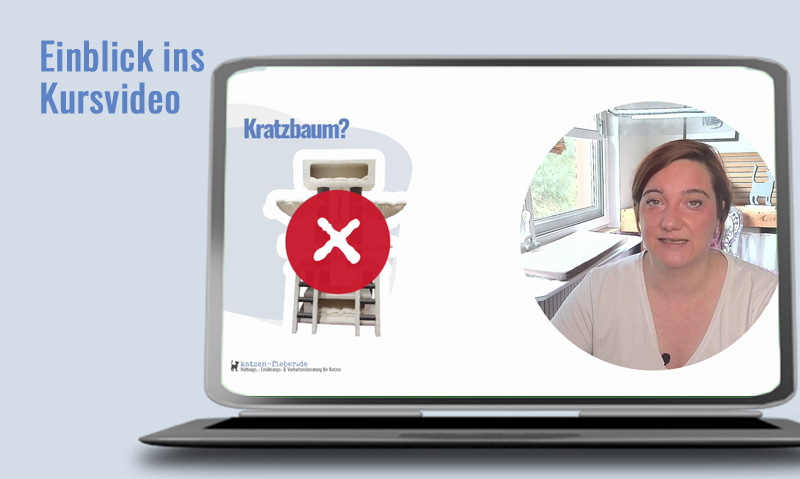 Das Foto zeigt einen Laptop auf dem das Kursvideo Kratzmöglichkeiten für Katzen läuft. Die Überschrift sagt Einblick ins Kursvideo