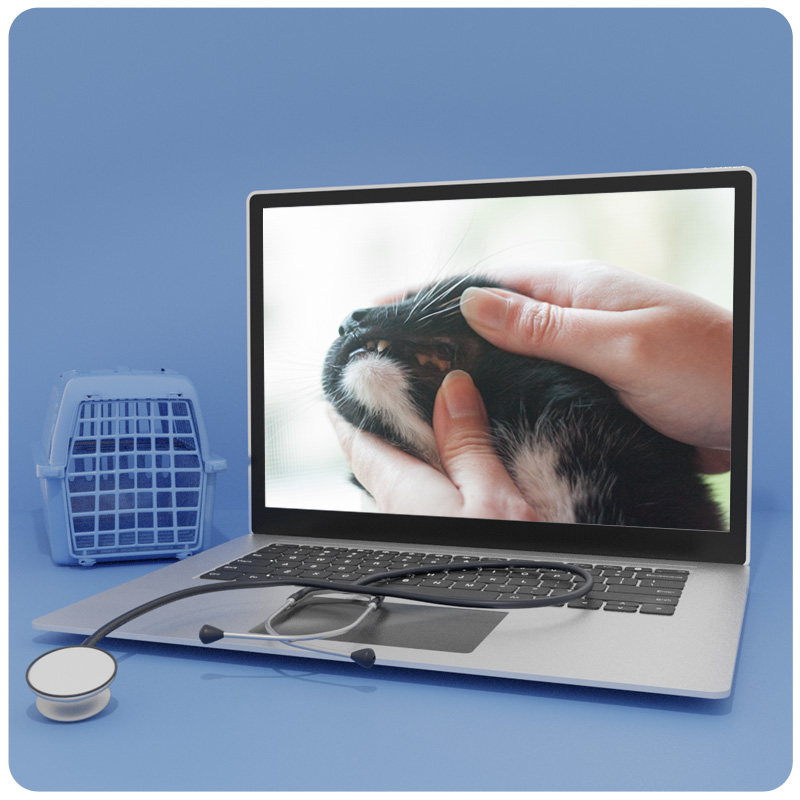 Das Foto zeigt einen Laptop, auf dem der Videokurs Gesundheitsvorsorge bei Katzen läuft. Daneben ist das Deckblatt des dazugehörigen Handouts