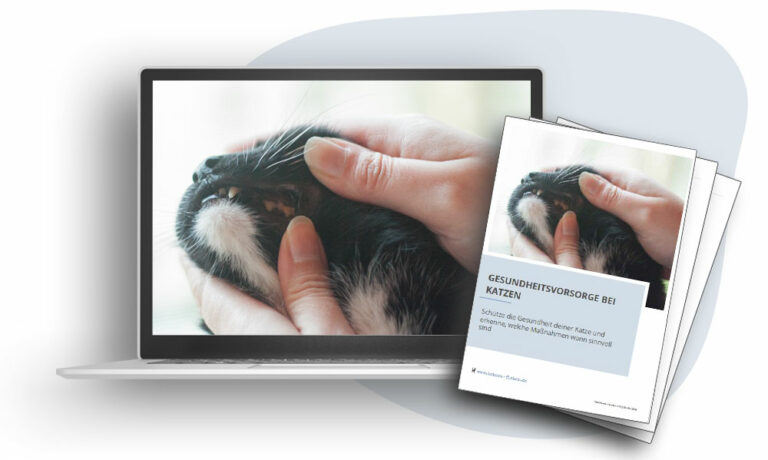 Das Foto zeigt einen Laptop, auf dem der Videokurs Gesundheitsvorsorge bei Katzen läuft. Daneben ist das Deckblatt des dazugehörigen Handouts
