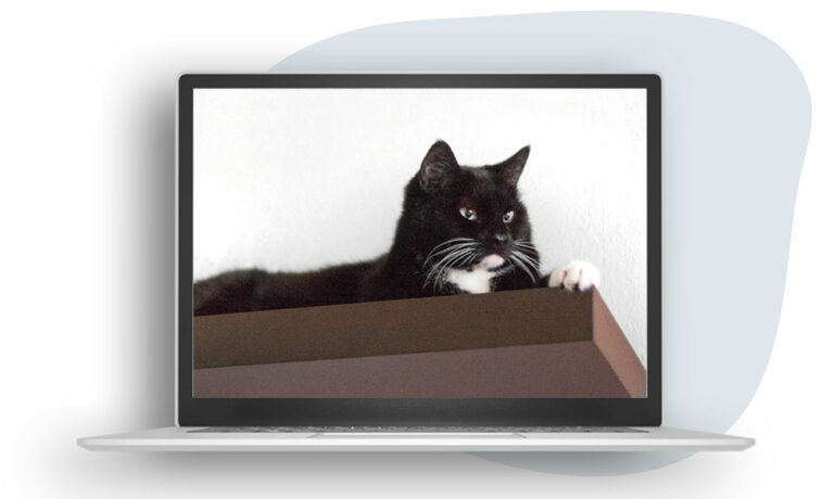 Das Foto zeigt einen Laptop, auf dem der Videokurs Tipps für die ideale Katzenwohnung läuft