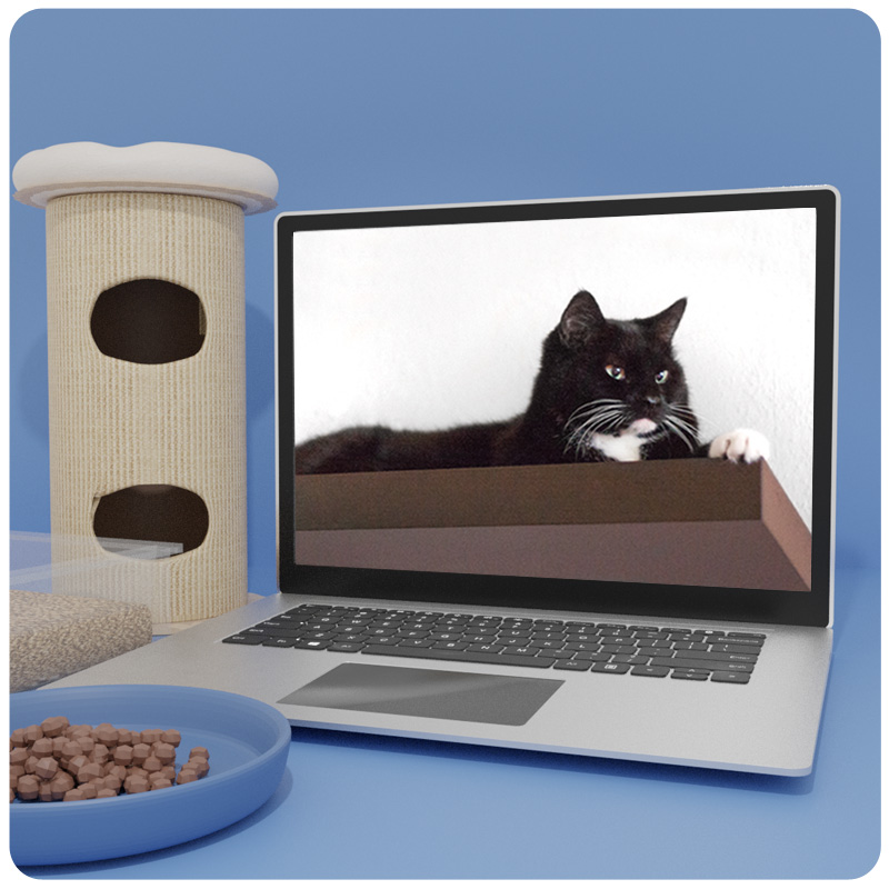 Das Foto zeigt einen Laptop, auf dem der Videokurs Tipps für die ideale Katzenwohnung läuft