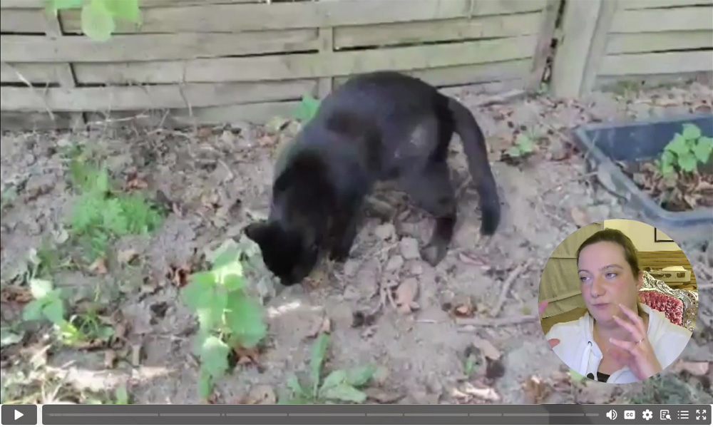 Einblick ins Kursvideo: Bewegte Bilder sagten mehr als tausend Worte