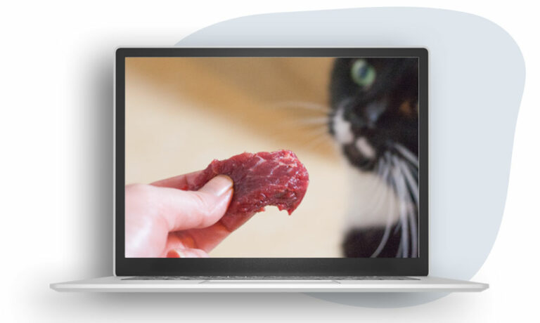 Das Foto zeigt einen Laptop, auf dem der Videokurs Rohfütterung bei Katzen läuft. Der Text im Hintergrund sagt "Bald erhältlich"