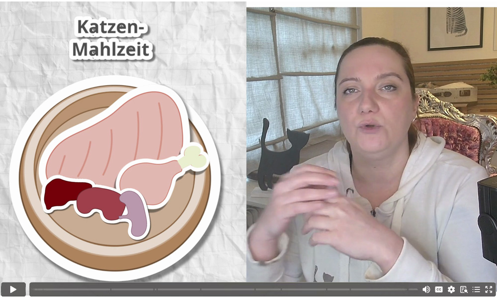 Einblick in ein Kursvideo: Ich fasse dir noch einmal leicht verständlich zusammen, was in eine rohe Katzenmahlzeit gehört