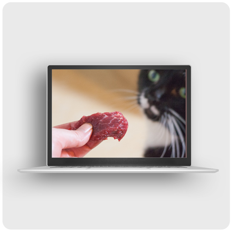 Rohfütterung von Katzen – Paket Nährstoffpulver & Fertigmenüs