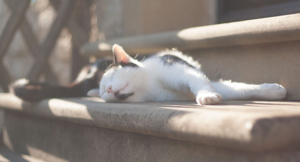Das Foto zeigt eine Katze, die sich auf einer Steintreppe im Sonnenschein räkelt. Sie hat genießerisch die Augen geschlossen.